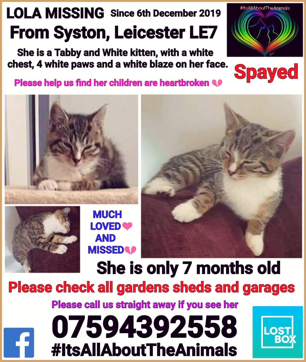 Angela Hoy (@hoy_angiehoy) on Twitter photo Please #RT to help Lola home. She is #Missing from #Leicester #LE7 only a #kitten xxxx <a href="/IAATA2016/">IAATA</a> <a href="/sammeegiles/">Samantha Giles (blue tick)</a> <a href="/MissingPetsGB/">Missing Pets GB</a> <a href="/SAMPAuk_/">Stolen&Missing Pets</a> <a href="/BBCLeicester/">BBC Leicester</a> <a href="/leicester/">Leicester</a> <a href="/CatsMagazine/">CatsMagazine</a> <a href="/CatsProtection/">Cats Protection</a> <a href="/Lorrain90964806/">Lost pets missing and stolen</a> @DoglostUK <a href="/rosiedoc666/">Rosie Doc</a> <a href="/gizmos_legacy/">Gizmos Legacy</a> <a href="/SheridanAlcock/">Shez 🐾 Ⓥ</a> Please #RT to help Lola home. She is #Missing from #Leicester #LE7 only a #kitten xxxx <a href="/IAATA2016/">IAATA</a> <a href="/sammeegiles/">Samantha Giles (blue tick)</a> <a href="/MissingPetsGB/">Missing Pets GB</a> <a href="/SAMPAuk_/">Stolen&Missing Pets</a> <a href="/BBCLeicester/">BBC Leicester</a> <a href="/leicester/">Leicester</a> <a href="/CatsMagazine/">CatsMagazine</a> <a href="/CatsProtection/">Cats Protection</a> <a href="/Lorrain90964806/">Lost pets missing and stolen</a> @DoglostUK <a href="/rosiedoc666/">Rosie Doc</a> <a href="/gizmos_legacy/">Gizmos Legacy</a> <a href="/SheridanAlcock/">Shez 🐾 Ⓥ</a>
