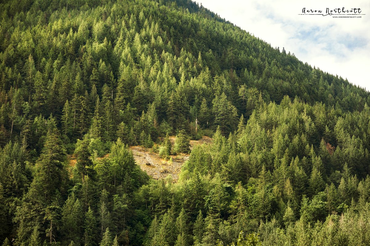 AaronNorthcott's tweet photo. A trip into the #BackCountry near Penticton revealed some breathtaking #Landscapes. #BritishColumbia has some of the most beautiful pine forests in the world! I can't wait to explore more and discover the #Wildlife and hidden secrets that the #Wilderness of the North keeps! 📷 https://t.co/3VJ9o2ig1z
