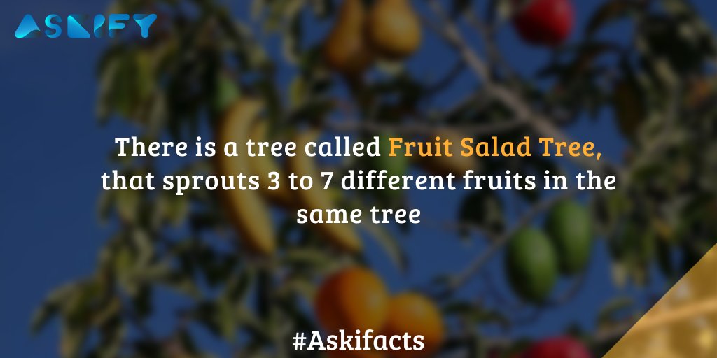 Askifyqna's tweet photo. Fruit Salad Tree!
#askifacts #askify #facts #factsdaily #trees #treefacts #fruits #fruitsfacts #differentfruits #fruittrees #learnigfacts #strangefacts #nature #naturefacts #treesforlife #instadaily #tuesdayfacts https://t.co/hu7iGsbFRZ