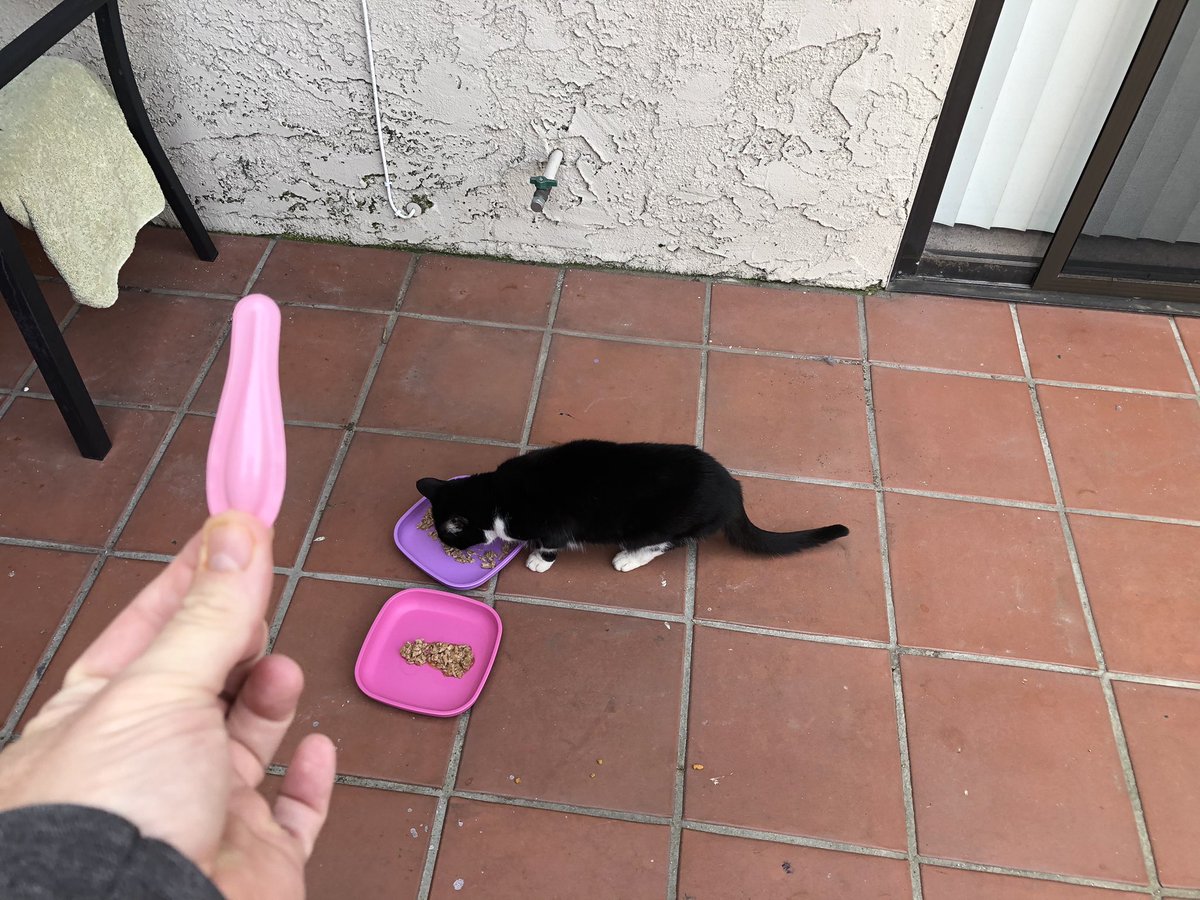 ballothecat's tweet image. Dear Twitter moms @GailCarangelo @Minky5 @suecros77647020 I was wondering why dad brought up my two favorite plates of food #evilplot