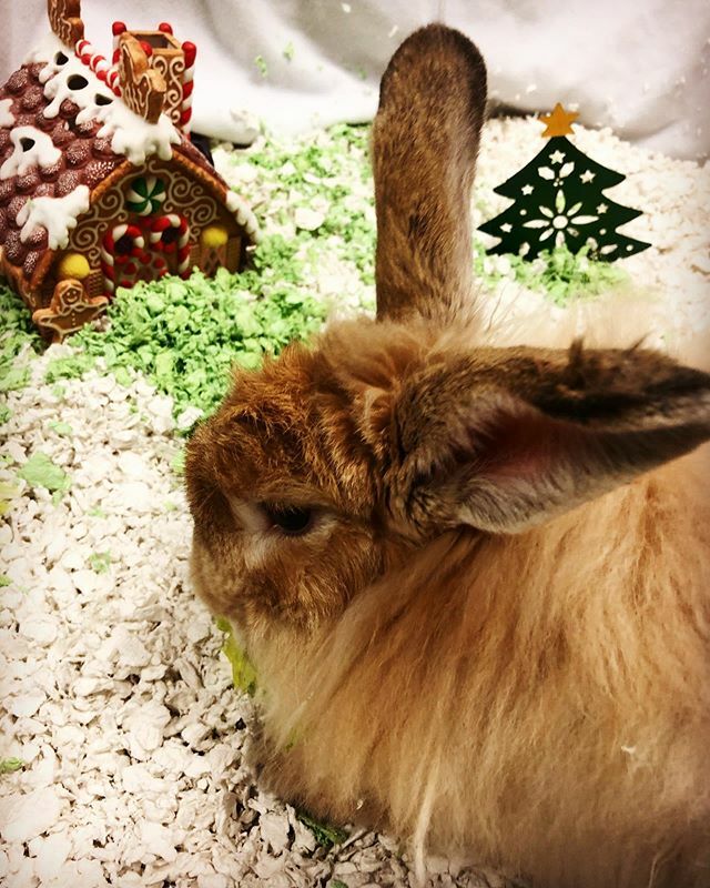 carefreshpets's tweet photo. Edward the bunny is hopping in a winter wonderland #carefreshbedding #smallpetsbiglove https://t.co/xJWs8ORg5n https://t.co/KuumPQe84H
