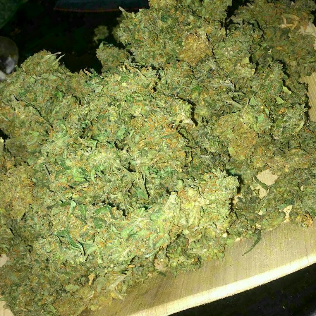 kingweedfr's tweet photo. Whatsap uniquement : +33 6 44 69 69 52
📲wickr /kingweedfr 
#weedstayhiigh,#weedspot,#weedlovers,#weedphotography,#weedpics,#weedsmokers,#weed420,#weedtime,#weedclan,#weedsmoke,#weednerd,#weedingdress,#weedman,#weedporndaily,#weedislife,#weedcommunity,#weeddaily,#weedreup https://t.co/wTXwAfngSp