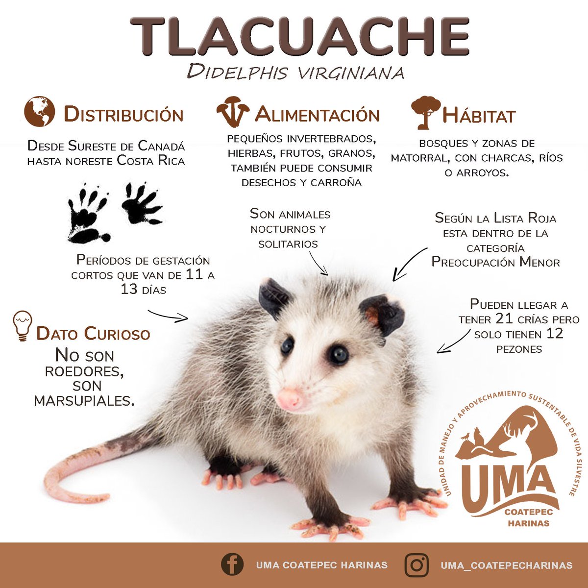 umacerroserpien's tweet photo. En UMA Coatepec Harinas residen tres ejemplares de tlacuache norteño ¡Agenda tu visita para conocerlos!
#umacoatepech #UMA #tlacuache #México #Santuario #EspeciesMexicanas #Didelphis #CoatepecHarinas #Fauna #Rescate https://t.co/3Qa4pEIxvK