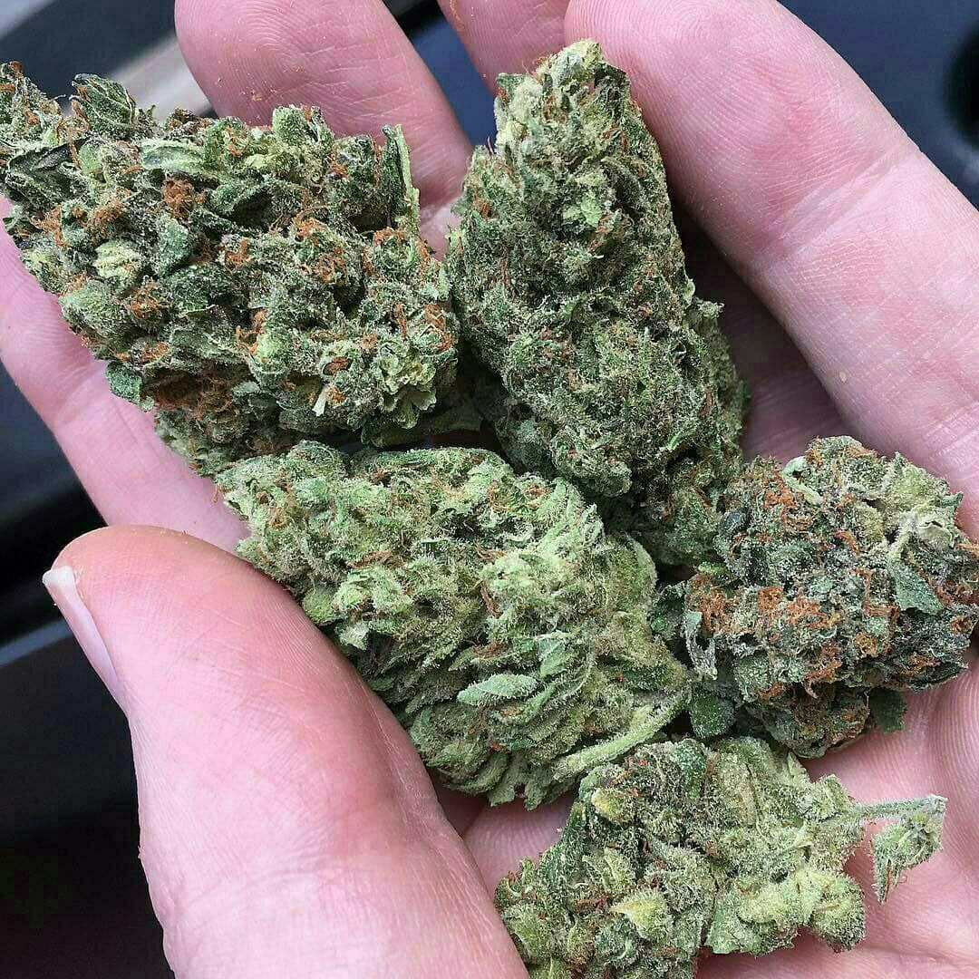 kingweedfr's tweet photo. Whatsap uniquement //+33 6 44 69 69 52
Wickr//kingweedfr  #paris Eiffeltower #toureiffel #torreeiffel #trocadero #parismaville #thisisparis #igersfrance #weedfrance #notredamedeparis #mrwonderfulcities #instaparis #quetalviajar #dametraveler #iamtb #sacrecoeur #letsgoeverywhere https://t.co/AaWTkRlyXx