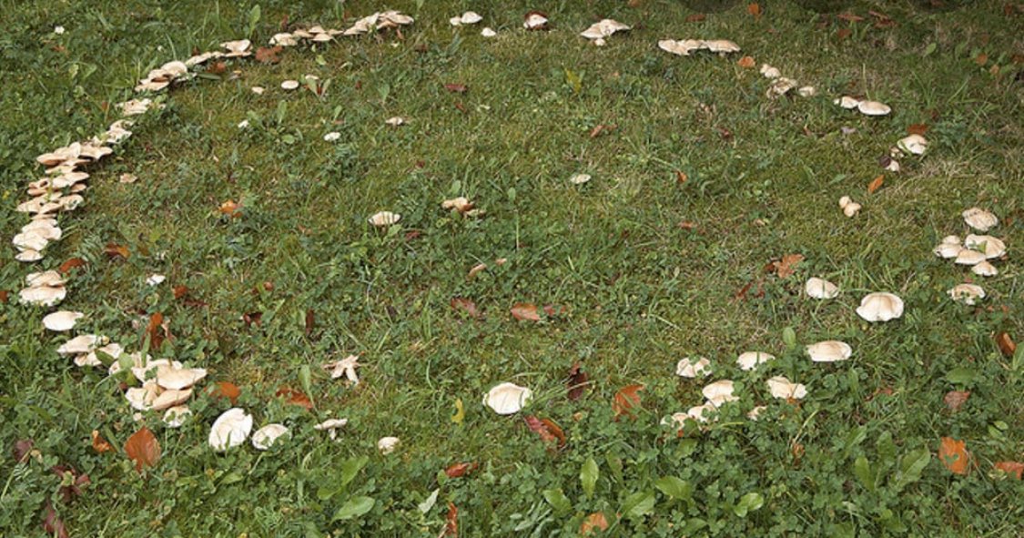 Грибы рядовки ведьмин круг. Рядовка ведьмин круг. Ведьмино кольцо грибы. Лес грибы ведьмин круг. Лес грибы ведьмин круг.