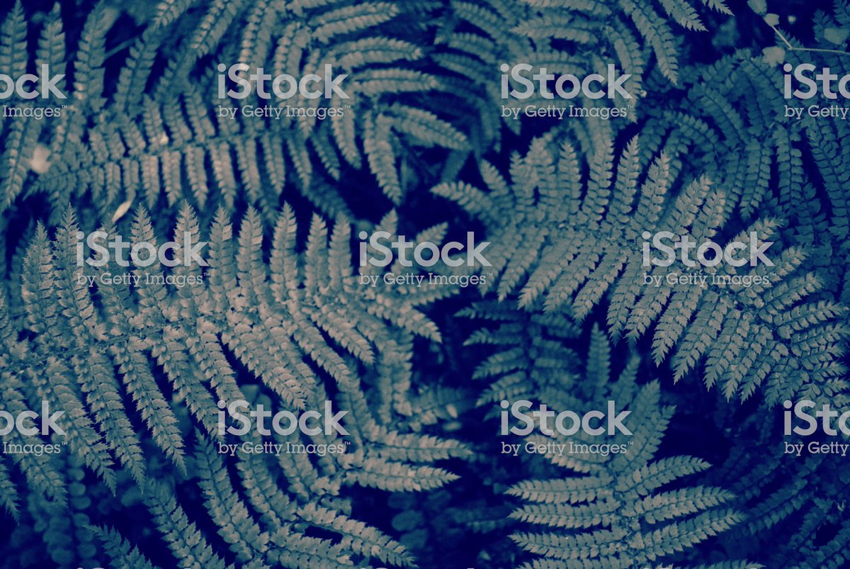 KiwiB_Art's tweet photo. #Modern #Minimalist #Monochrome #Ferns Background.
Download & #Print! Buy Extended Licence & #ReSale!
Perfect for that #Printing #AdvertisingNZ Job!
https://t.co/4pJcH1NmJ1
#MarketingNZ #NZMarketing #NZAdvertising #WebsiteDesign #WebDesign #NZ #WebDesignNZ #ContentNZ #Fern #NZBiz https://t.co/150xyU4f9q