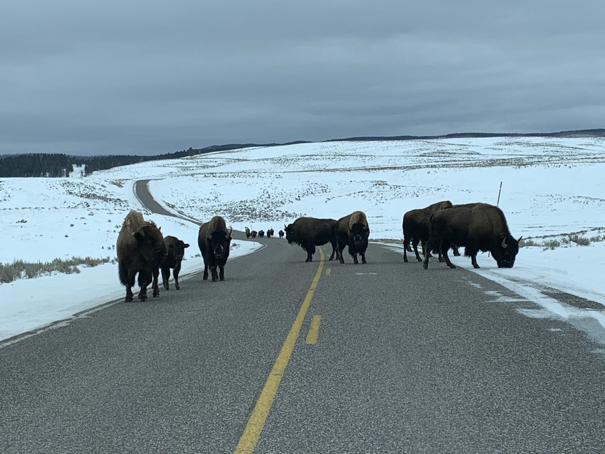 The best way to experience Yellowstone National Park is to be the only car on the road. #bison #YellowStone #yellowstonenationalpark #wildlife #justusandthebison #emptyroads #onlycarinthepark