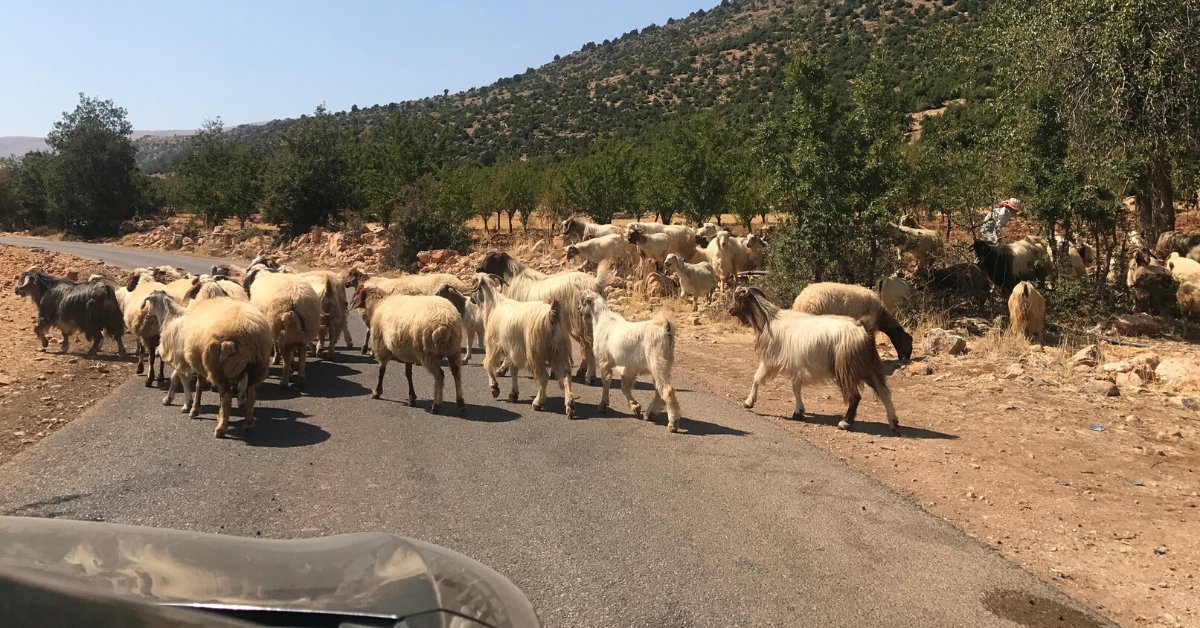 DaizyGedeon's tweet photo. I have camped in the hills of #Koura, gone quad biking in North Lebanon, explored the architecture of #Kousba, & visited the mountains & nature reserve of Hadth El Joubbeh. #Lebanon truly is a sight to behold, and it's an honour documenting its story https://t.co/GkEEpJPURa https://t.co/m5vSIt8qjR