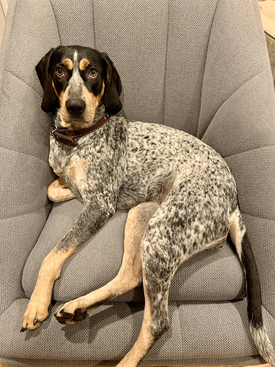 pickelodeon's tweet photo. Please vote for my Billie Bleu for @washingtonian  cutest dog contest!! #bluetickcoonhound #eotr https://t.co/4TpZyRMlau https://t.co/I7oIUab0o7