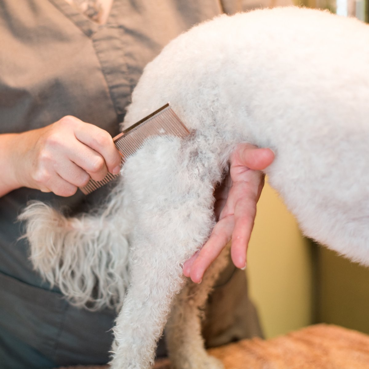 PetsGenStore's tweet image. From shaggy to shine, your pet will be on cloud nine.