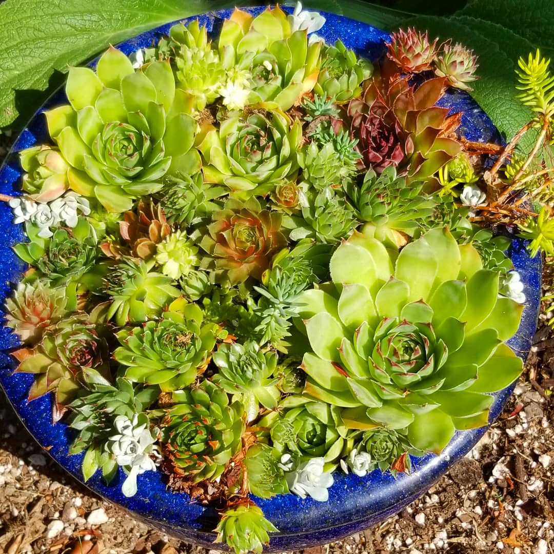 Spempervivum pot
#succulentpot #succulent #hensandchicks