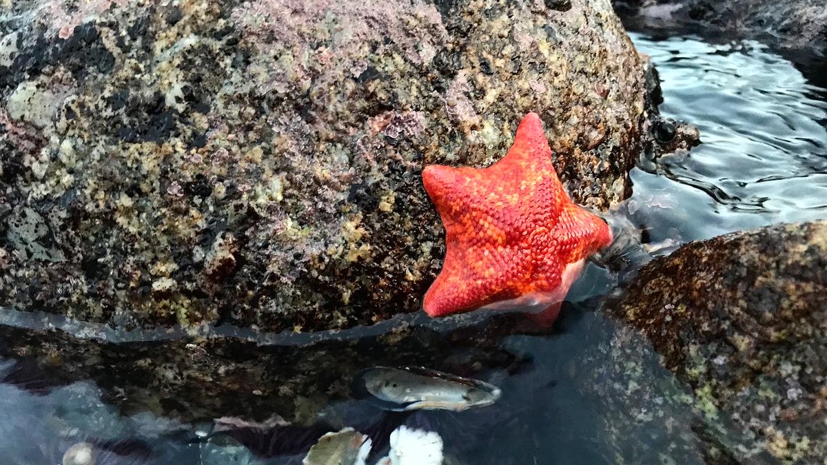 limpetsnews's tweet photo. Obligatory tidepool photo to brighten up your day! #limpetsmonitoring #rockyintertidal #communityscience #citizenscience #batstar https://t.co/glUZTaSs3G