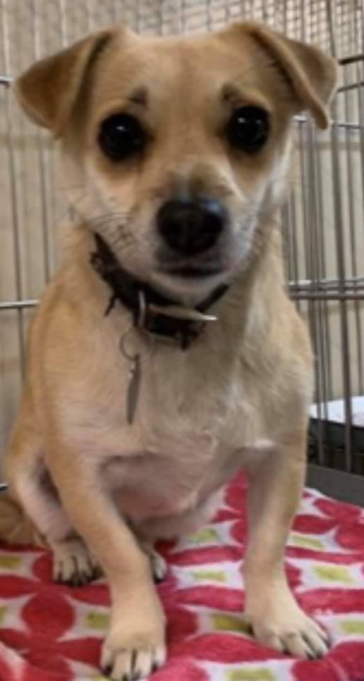 CODE RED !!!!!!!!!!!!!!!!!!!!!!!!!!📣 HELP
LAST CALL for Dixie 😢
Hesperia Animal Shelter CA!
Spayed female, tan and white #Chihuahua - Smooth Coated mix
#Dixie ID #A037423
RESCUE DESK " kramirez@cityofhesperia.us
rescue@cityofhesperia.us
(760) 947-1726☎️
petharbor.com/pet.asp?uaid=H…