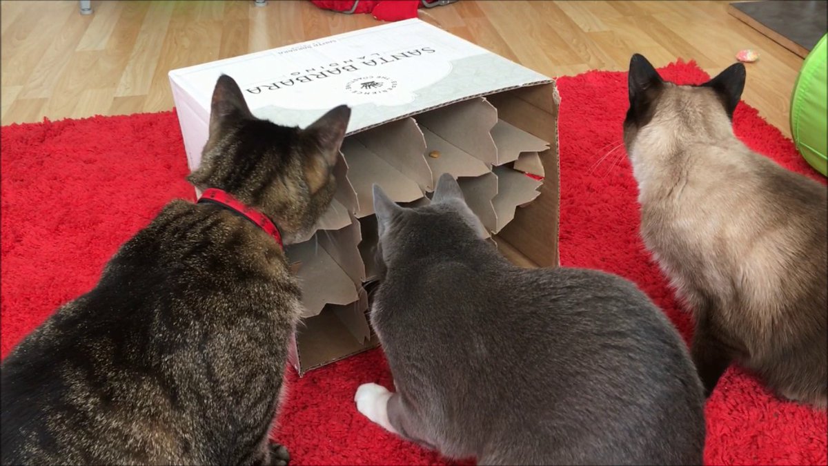 foragingcats's tweet photo. Willing to bet a lot of us have a wine box sitting around this time of year! Here is a lovely #DIYfoodpuzzle for you to try! #12foragingdaysofxmas #foodpuzzlesforcats #stationaryfoodpuzzle #foragingcats #environmentalenrichment https://t.co/eNeSWqrkj0 https://t.co/W2OprjKCTT
