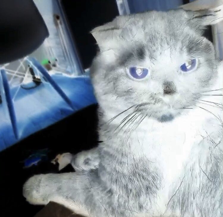 깜이 흰냥이버전