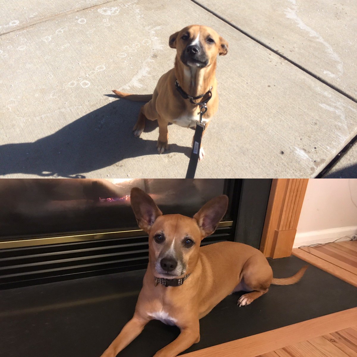 samsonstailbook's tweet photo. Top is BEFORE Samson entered the @PrisonDAWGS and bottom is NOW! Learn more about Samson’s chance by picking up a copy of my book! Remember a portion of the proceeds goes to support this amazing nonprofit!! #adoptdontshop #transformationtuesday #secondchances https://t.co/oh26vWsQAZ