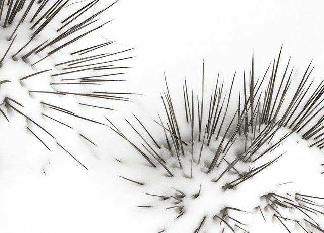 Dreaming of more of this winter wonderland view for the holidays! ⁠
⁠
Thank you @swanwick_w for sharing your view of our iconic winter wonderland landscape with us! ⁠
⁠
⁠
⁠
#simplysantafe #santafenm #travelnm #santafe #winterwonderland #winterish… bit.ly/2M6uH5H