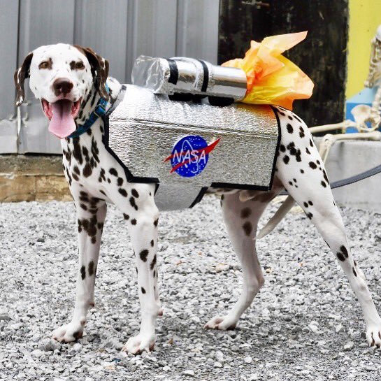 namirasalim's tweet photo. How adorable! I couldn’t resist a #repost of this #pup #astronaut from @agaperescue! #FollowMeToTheMoon #NASA 🐶🚀🌕 https://t.co/HPVI8jsEqq