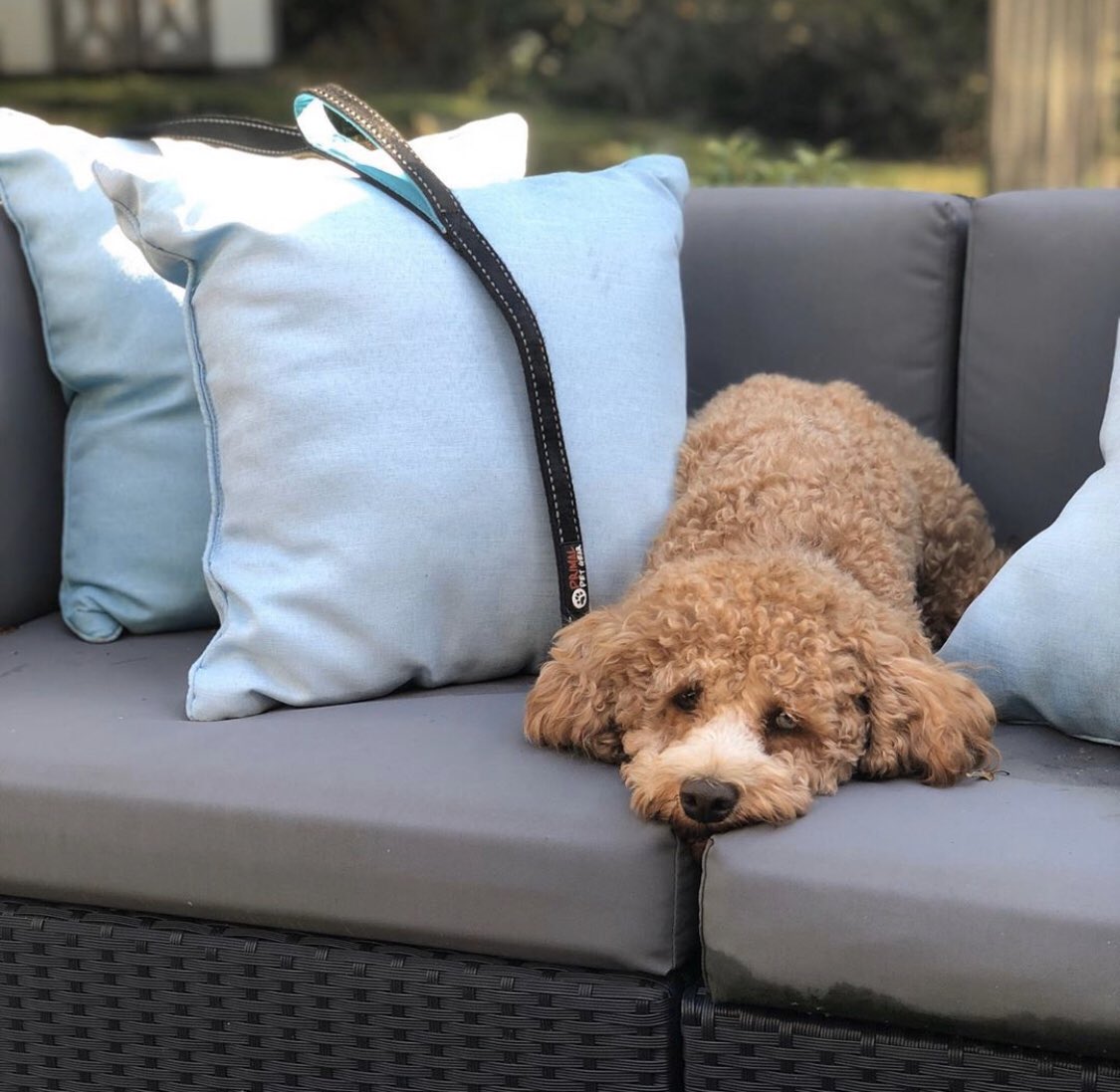 primalpetgoff's tweet photo. Just perfect 👌@archieboygood
Soaking up the last weekend of summer ☀️🏄🏽♂️ #barkbox #cockapo #doggies #pups #buzzfeeddogs #rspets #puppy #weeklyfluff #cockapoopuppy #doglover #poodlemix #petplate #portrait #photography #dogmilk #fall #summer #bff #newjersey https://t.co/Y3hc6wgGQU