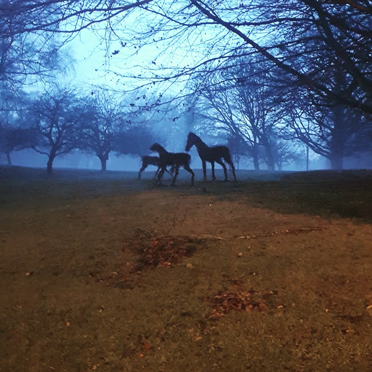 fsmschool's tweet photo. Tonight the School had a very thick fog come over it. Almost thought these guys were real! #NewForest #Hampshire #LifeInTheForest https://t.co/krMRAn3pr0