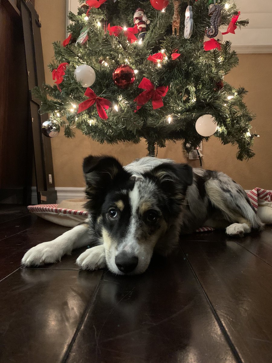 findingrep's tweet photo. @taylornation13 can we do more #christmastreefarmpets photos today bc Rover told me this is his time to shine✨ https://t.co/lHcYe5AatN