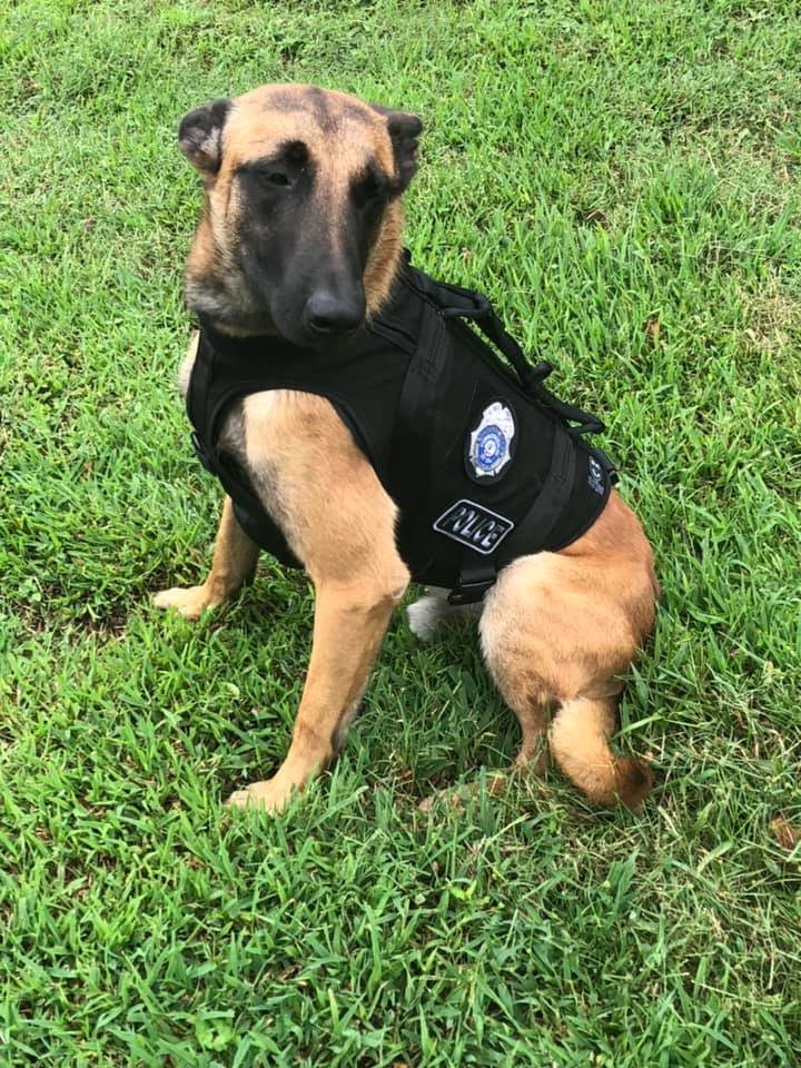 NewportNewsPD's tweet photo. Happy Birthday to K-9 Taz who turns 3 today! #NNPDK9Unit https://t.co/K9IDk3aUvS