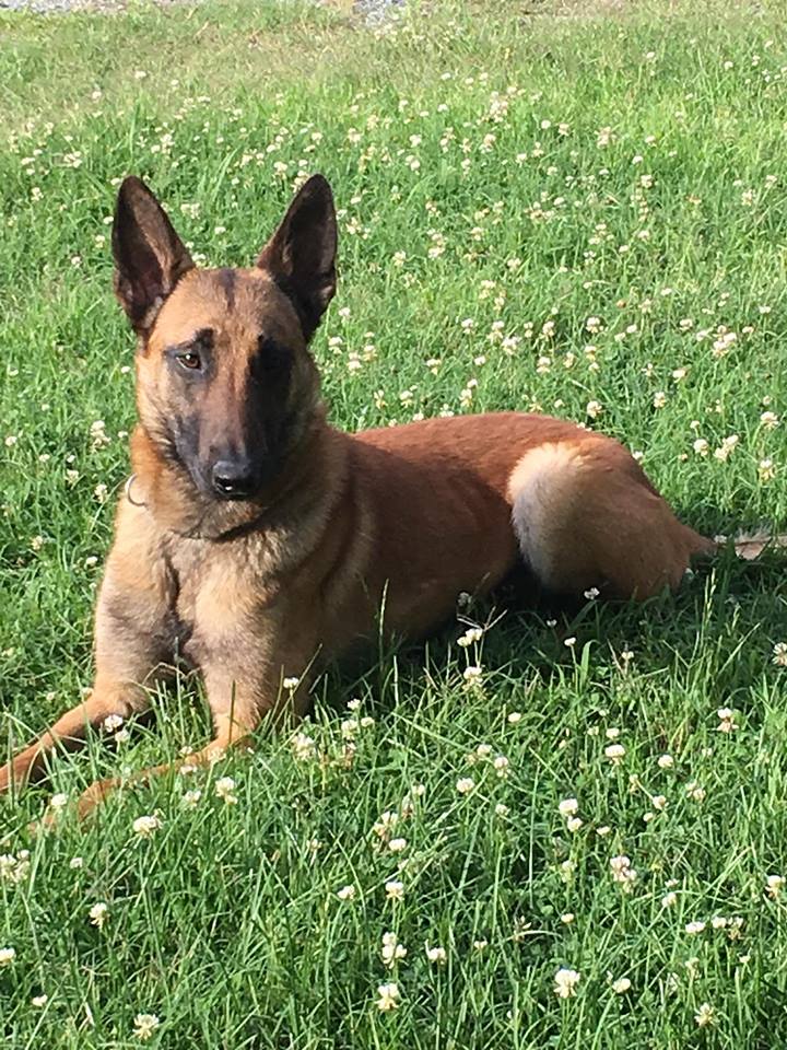 NewportNewsPD's tweet photo. Happy Birthday to K-9 Taz who turns 3 today! #NNPDK9Unit https://t.co/K9IDk3aUvS