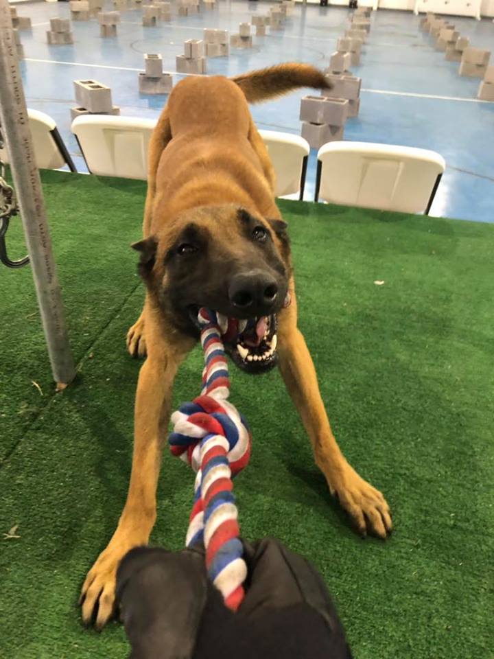 NewportNewsPD's tweet photo. Happy Birthday to K-9 Taz who turns 3 today! #NNPDK9Unit https://t.co/K9IDk3aUvS