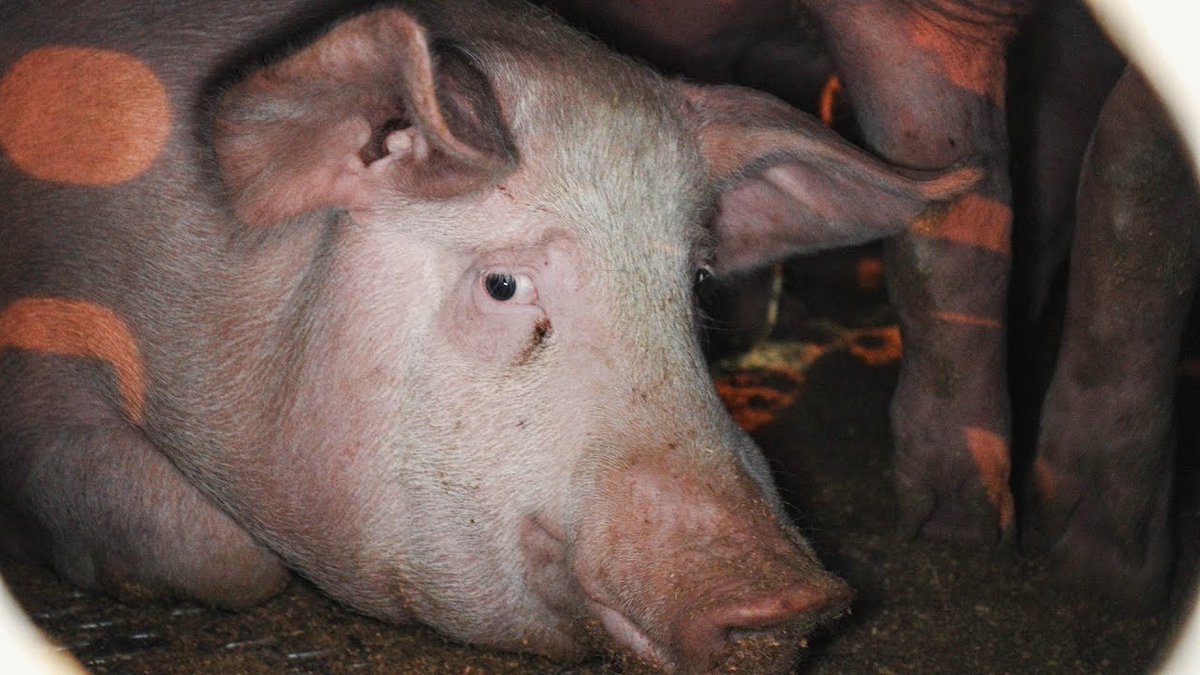 EltonCastee's tweet photo. RT to help spread awareness

Act of Mercy: The Truth About Your Meat | TFIL Films Documentary 

https://t.co/J4dMAo9vbL https://t.co/IwmHAL8FQL
