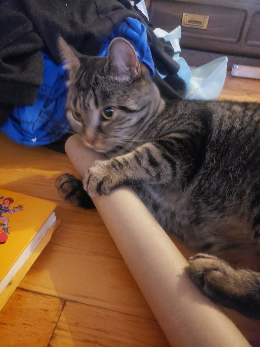 BitsyItsyandBoo's tweet image. #MissBoo? Boo doesn't know what shame is but if it's not snacks she doesn't wanna know. #CatsOfTwitter #Christmas