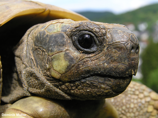LafeberVet's tweet image. Changes in Plasma Chemistry Parameters in Hermann's Tortoises (Testudo hermanni) Influenced by Season and Sex | J Herpetological Medicine &amp;amp; Surgery ow.ly/cec850xBBRU #reptiles #tortoises #chelonians