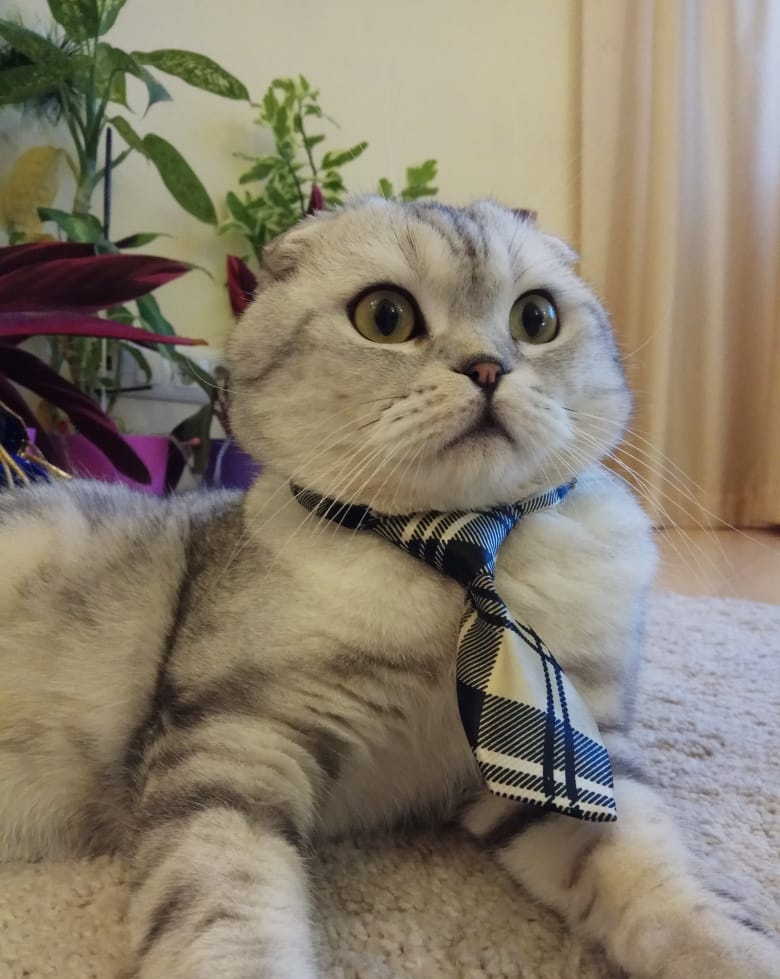 BadiTsoy's tweet photo. Мистер Кот https://t.co/Ne66bSPBHb