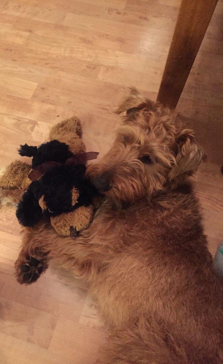 Me and my ted are having a snuggles! Tuesday has me pooped. I think ted looks like a little welsh terrier! #Odinthesnuggler #dogsoftwitter #welshterrierindisguise?