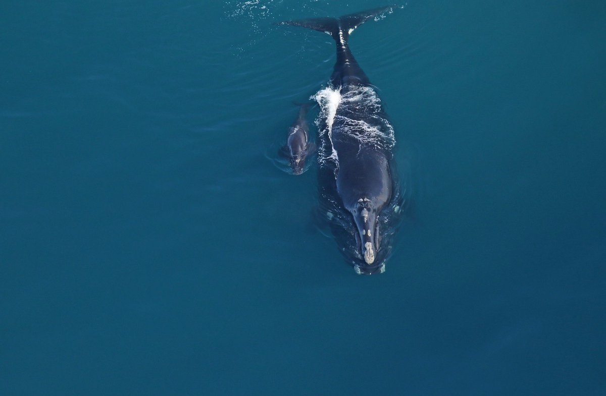 YORW2020's tweet photo. The first right whale calf sighting of the season was spotted by @cmaquarium off of Sapelo Island in GA! What an exciting day for right whales! 📷: @cmaquarium NOAA permit # 20556-01 https://t.co/k8YOkuHN3A
