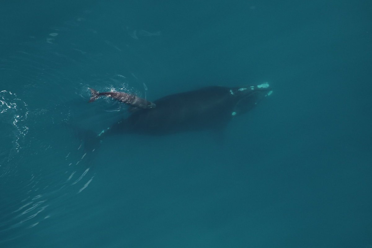 YORW2020's tweet photo. The first right whale calf sighting of the season was spotted by @cmaquarium off of Sapelo Island in GA! What an exciting day for right whales! 📷: @cmaquarium NOAA permit # 20556-01 https://t.co/k8YOkuHN3A