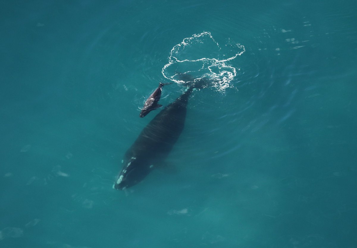 YORW2020's tweet photo. The first right whale calf sighting of the season was spotted by @cmaquarium off of Sapelo Island in GA! What an exciting day for right whales! 📷: @cmaquarium NOAA permit # 20556-01 https://t.co/k8YOkuHN3A