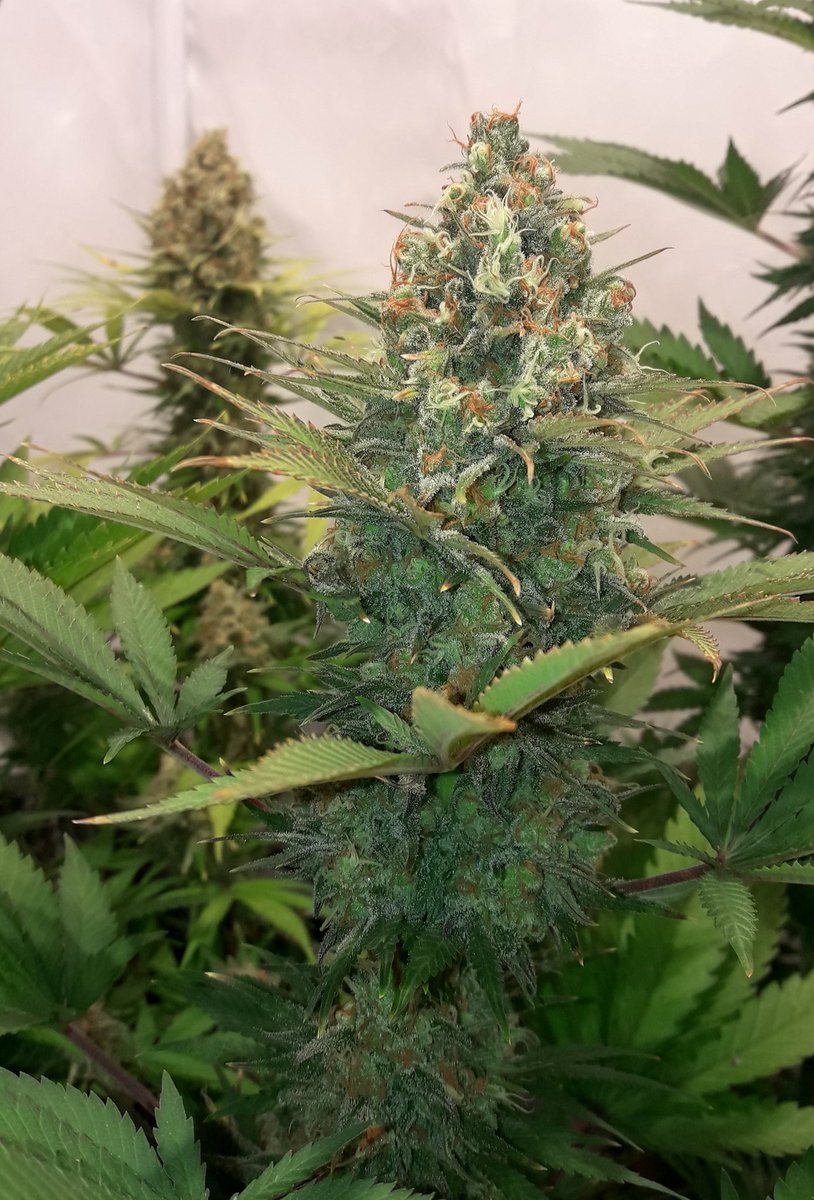 AdrycManellson's tweet photo. #Jawbreaker47 de @GreenbudSeeds inicia su 10.ª sem. de #Flor bajo #LEC315Wts @LUMiiLighting @HydroGardenLtd #Sust #BatMix #Plagron, casi a punto de caramelo, mirad #GreenPowerXL que #Blanquita aún.
Alegría😍.
#AdrycManëllsonTesterTeam  #WeLoveThatWeDo #SailingTheGreenSea 🧚‍♂️😍 https://t.co/1pePg8l8cT