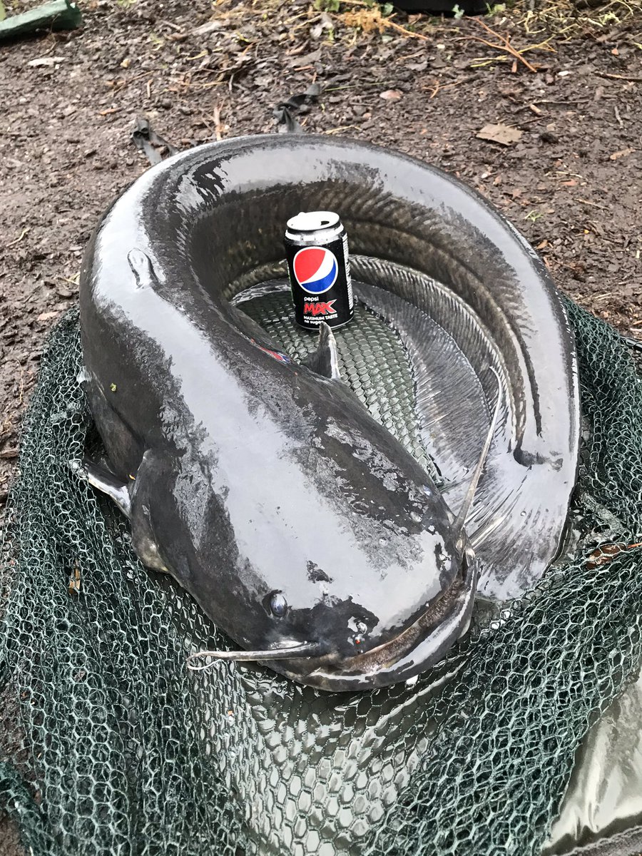 karpermundo's tweet photo. Took it too the max today, pb for cat fish broken today...  35:04.
Wet but 11degrees... small fizzing patch at 60yrds .... and I thank you... https://t.co/W9Ypq2uUwW