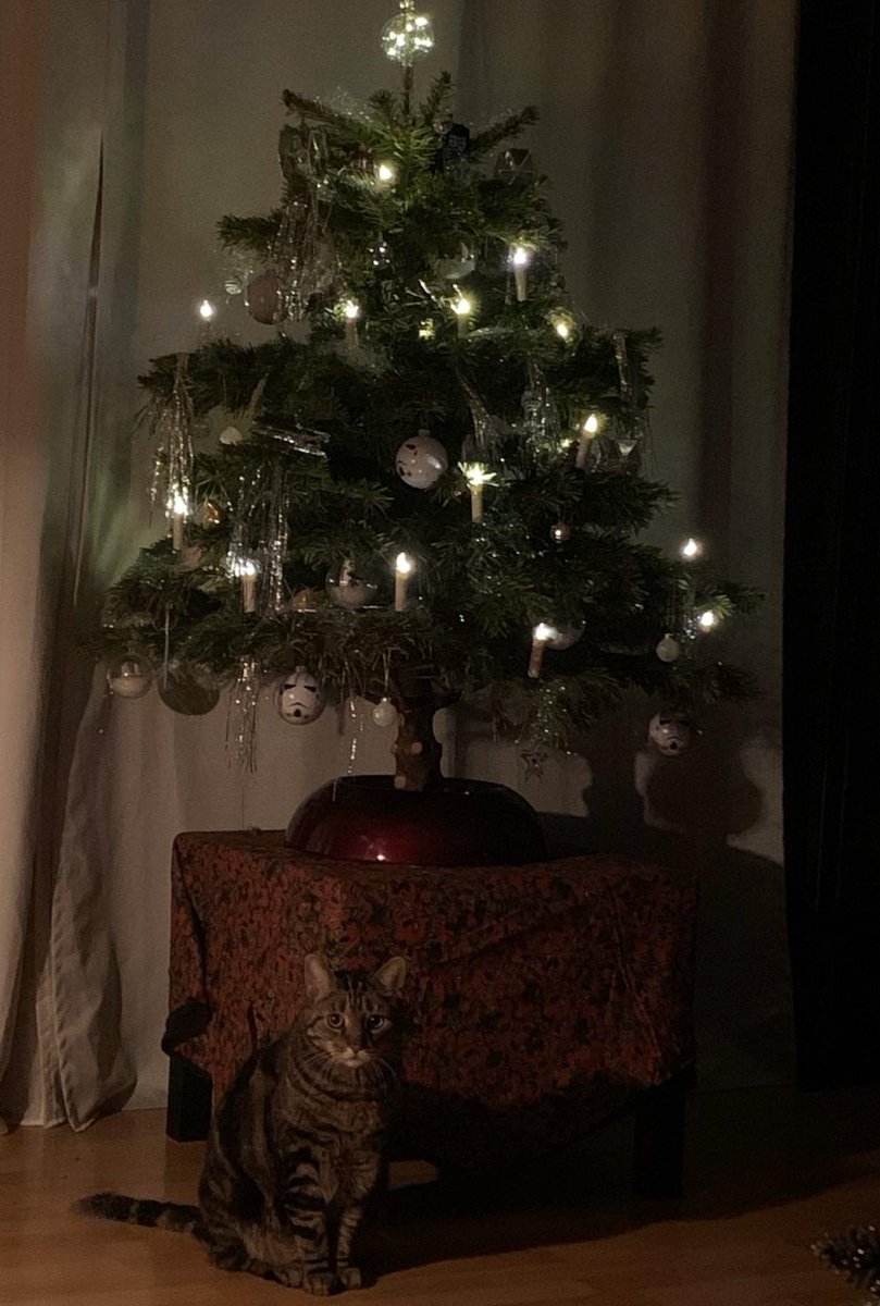 WeinachtzmanB's tweet photo. Baum steht 🎄😃
#Weihnachten #Katze #Starwars #dersebbo https://t.co/tOgNY0U2XQ