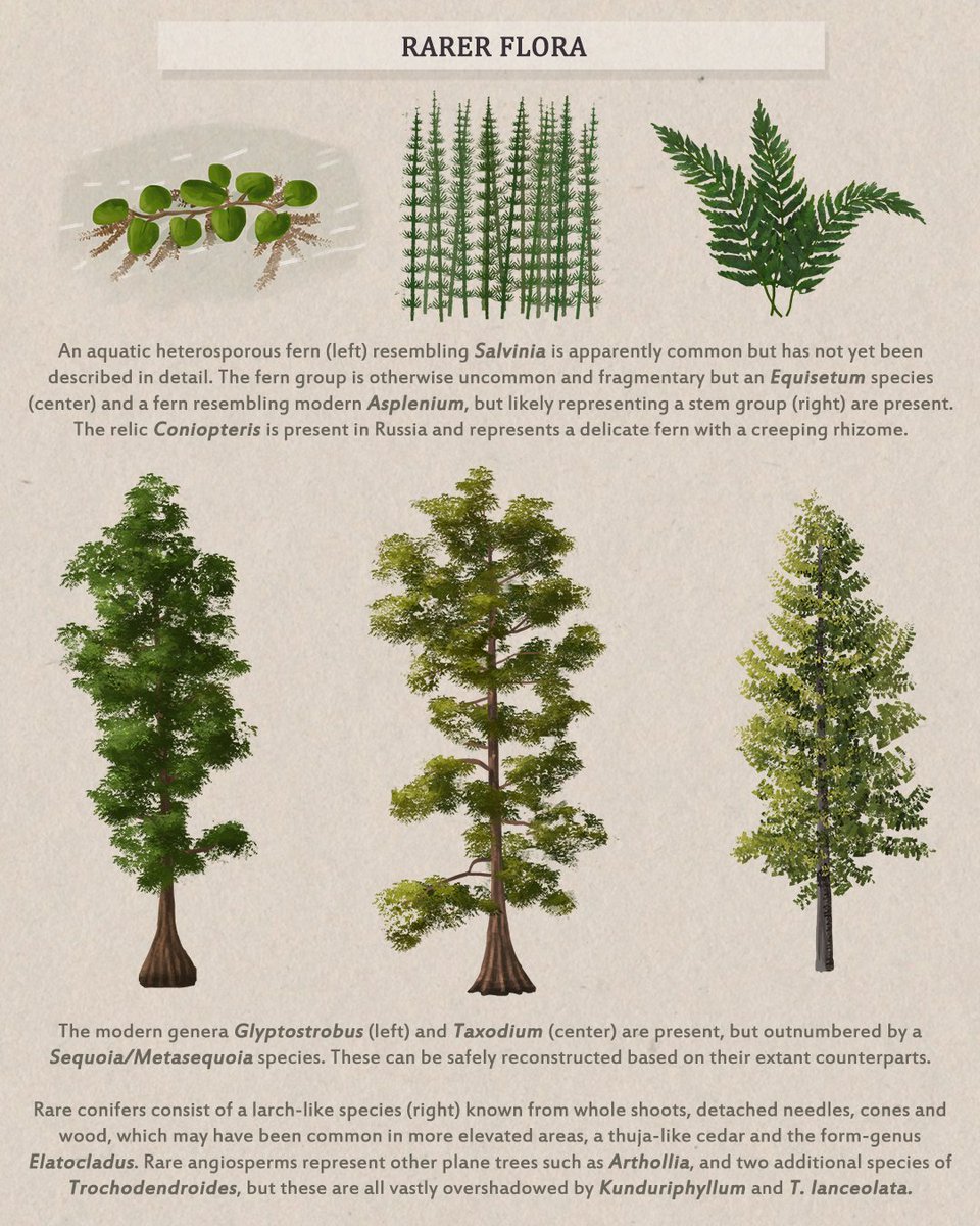 Tom Parker on X: The most common mesozoic environment I see people ask  about are those of Late Cretaceous asia. @ChrisMasnaOk and I have put  together an infographic exploring the flora you'd