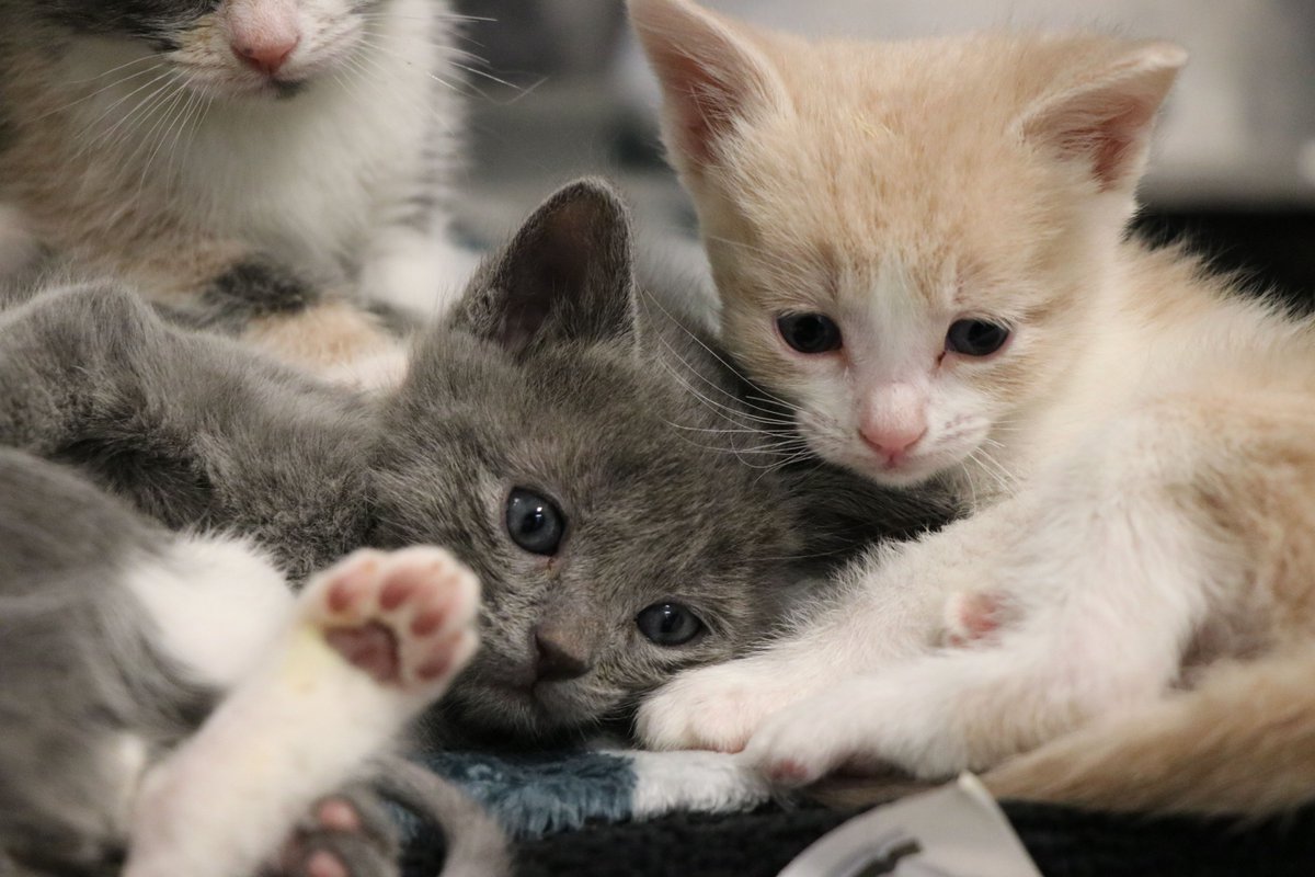 DallasShelter's tweet photo. How cute is this #cuddlepuddle of kittens? We have several young kittens like these guys who are hoping to find fosters before the holidays! We have an orientation tonight at 5:30 PM if you would like to come and save the day! #BeDallas90 #DASfoster https://t.co/bb4uj4ONZo