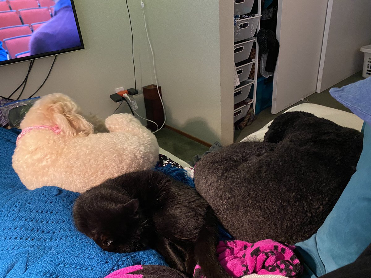 likesevenspoon's tweet photo. Cuddle buddies!!! #AlmostCuddling #MrMidnightSnack #inTerabang #barbet #Suki https://t.co/jKkRmYap2b
