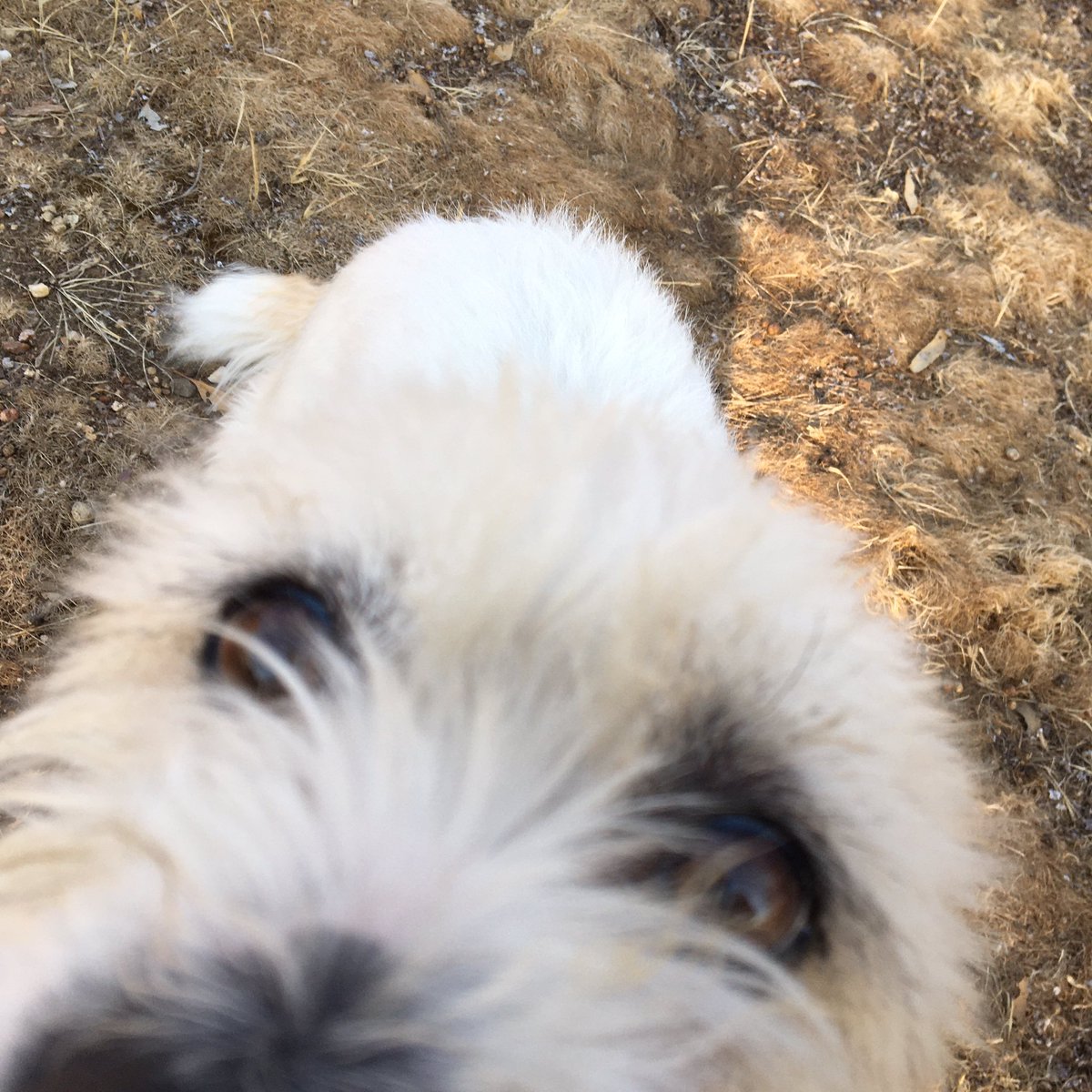 Sweet little guy, Busta, getting in close for a cuddle! 🥰🤗🤗 #terriercross #cuddlemonster #littleguybigheart #walkies #dogholiday #heathcote #heathcotekennels #heathcoteboardingkennels #boardingkennels