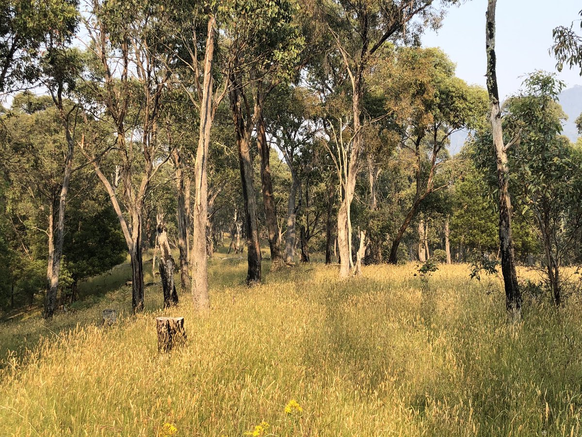 Two days of track bypassed due to fire closure. Thanks to a lift from Dave from Tawonga, I am now on the dry lowlands of the Mitta Mitta River valley near Benambra, sitting out the heatwave, eating chips and healing my blisters for a coupla days  #AAWT