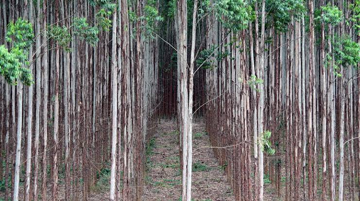 martinrev21's tweet photo. We often hear about how many #trees are being planted,

... but beware- planting trees is not the same thing as restoring ecosystems.

#RedefiningGrowth https://t.co/Gz0InyG3dC