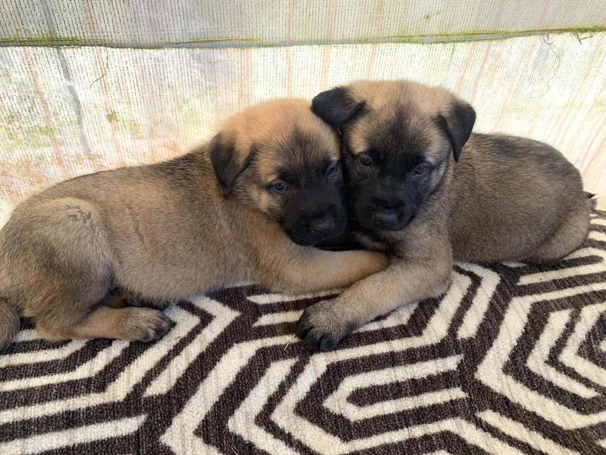 We love you ❤️❤️🐾🐾#kangaldog #kangallove #kangalpuppy #puppyforsale #reserve #puppy #puppylove #houston #dallas #austin #sanantonio #waco