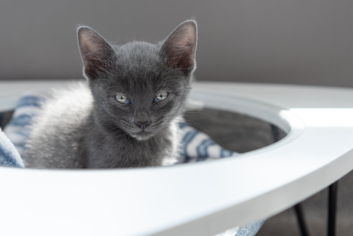 #DYK: December is the purr-fect month to adopt a kitty. 🐱 Why? Because it's #NationalCatLoversMonth, of course! Stop by today and help our cats find their fur-ever homes.