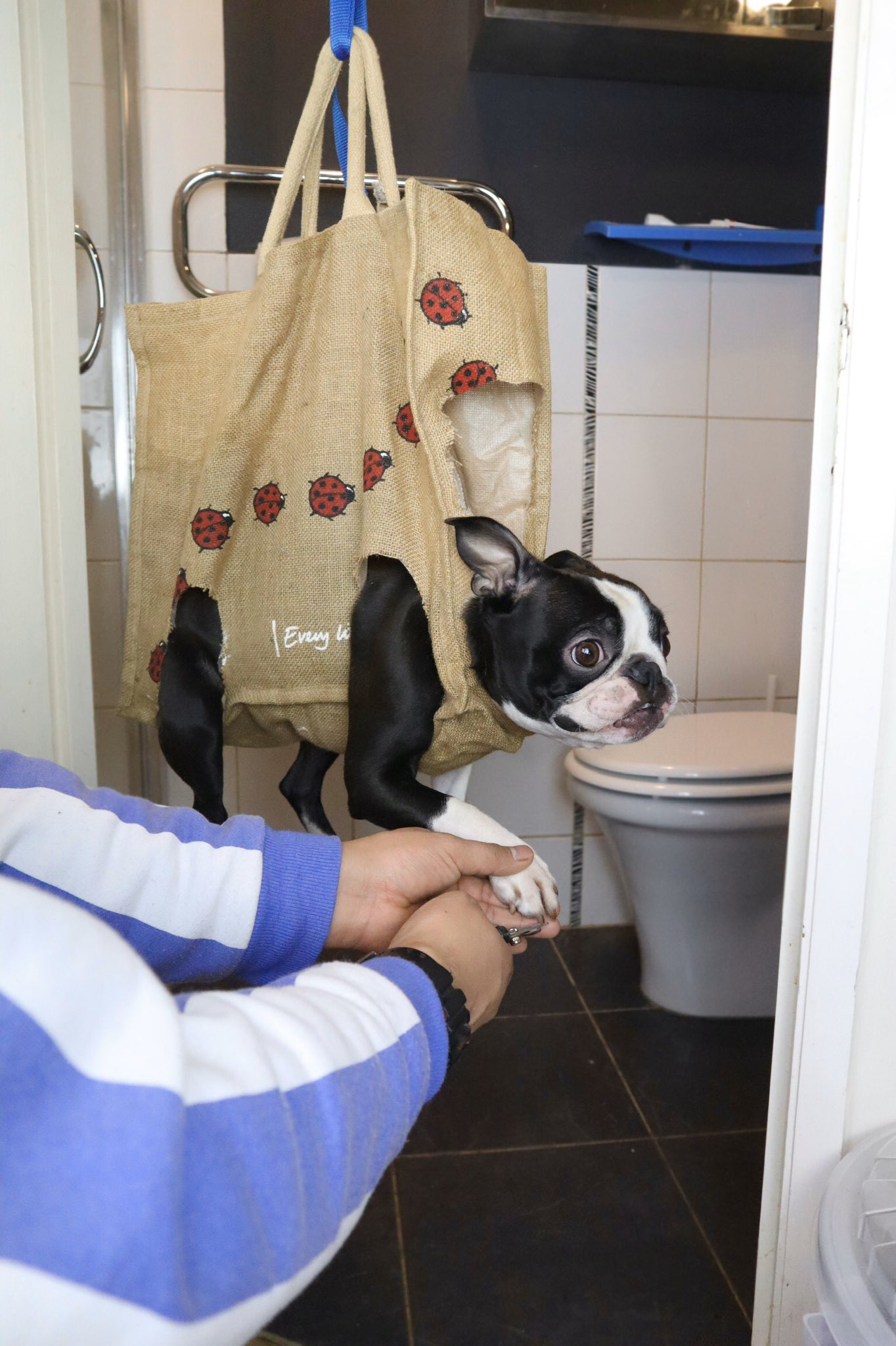 Dog In Shopping Bag To Cut Nails