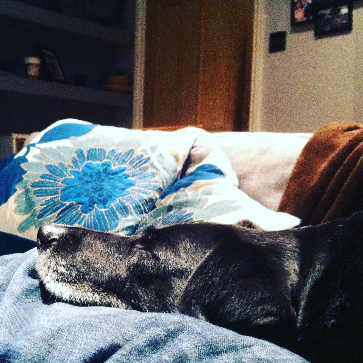 becausemilly's tweet photo. 06.11.2012 💕 Remember a day every day 💕 #becausemilly #sleepingbeauty #socontent #lovedherpapa #preciousmemories #colliecross #rescue #senior #reactivedog #alwaysloved #neverforgotten #dogsoftwitter https://t.co/52ohtEEUE6 🐾 https://t.co/HSblNEE9up