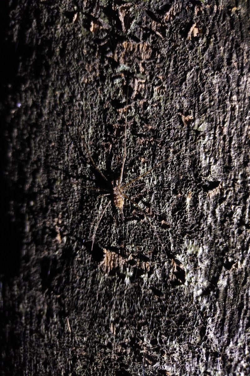 curiocritters's tweet photo. A beautifully camouflaged male twin-tail #spider (Hersilia sp.), during tonight's #spiderresearch #survey, at the #MumbaiPortTrust #Botanical #Gardens.
#BeCurious #bekind #exploreyourworld and #lovespiders.
#ShotonBlackBerryKEYone #unedited #BlackBerrylife
#urbanbestiary https://t.co/FVZpqz9uUg